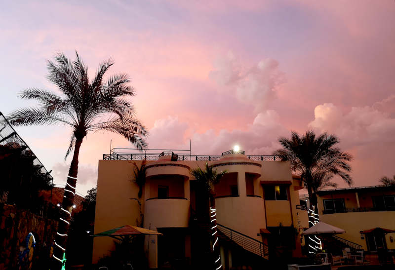 Palm Trees and peachy pink sky