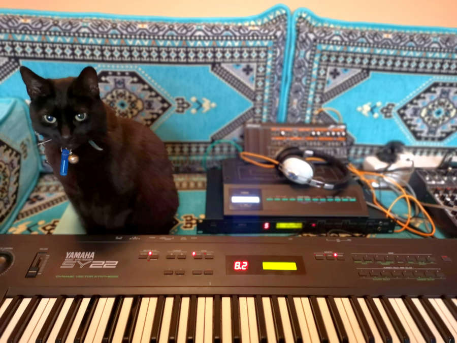 Cat sitting alongside synthesizer